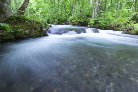 Stream in green forestの写真素材