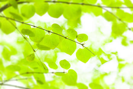 fresh new green leaves glowing in green forestの写真素材