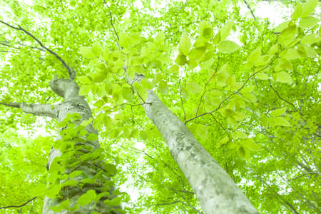 Beautiful green forest in early summer.の写真素材