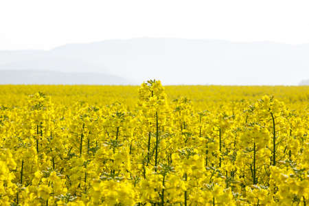 Fields of rape at sunsetの写真素材