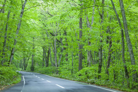 Road in a green forestの写真素材