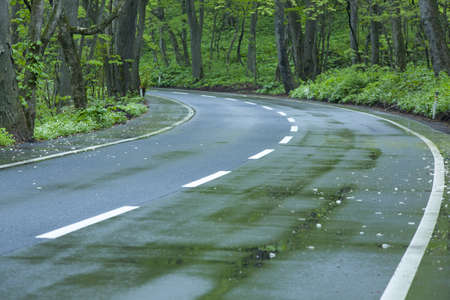 Road in a green forestの写真素材