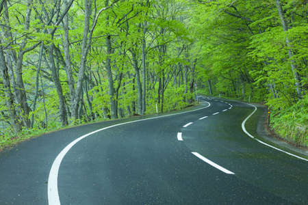 Road in a green forestの写真素材