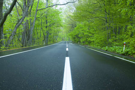 Road in a green forestの写真素材