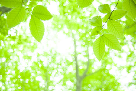 fresh new green leaves glowing in green forest