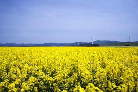 Yellow landscape with turbines の写真素材