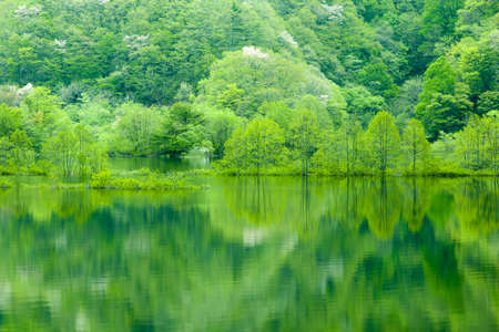 Fresh green tree reflected in waterの写真素材
