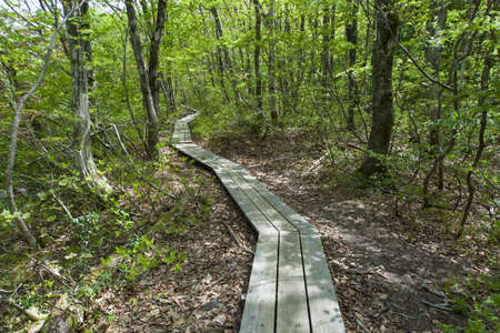 Green forest pathの写真素材