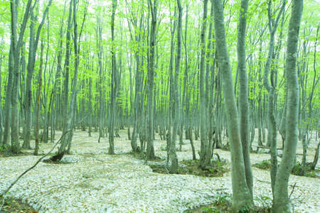 Green forest with snowpackの写真素材