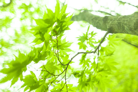 fresh new green leaves glowing in green forestの写真素材