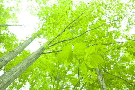 Beautiful green forest in early summer.の写真素材