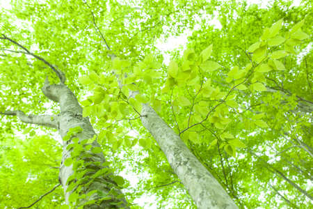 Beautiful green forest in early summer.の写真素材