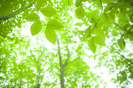 fresh new green leaves glowing in green forestの写真素材