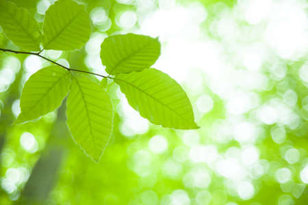 fresh new green leaves glowing in green forestの写真素材