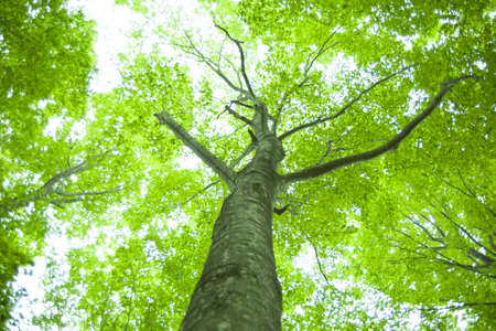 Beautiful green forest in early summer.の写真素材