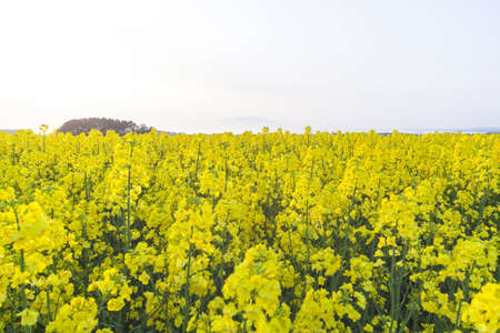 Fields of rape at sunsetの写真素材
