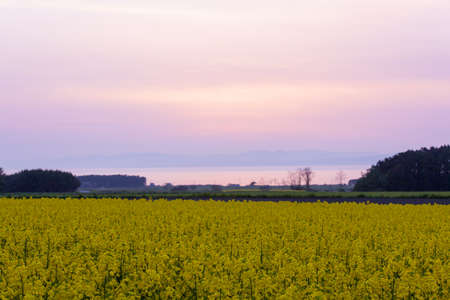 Fields of rape at sunsetの写真素材