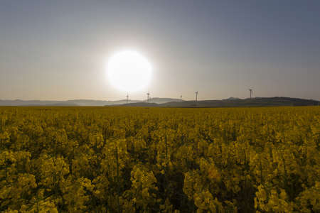 Yellow landscape with turbines and sunの写真素材