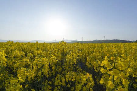 Yellow landscape with turbines and sunの写真素材