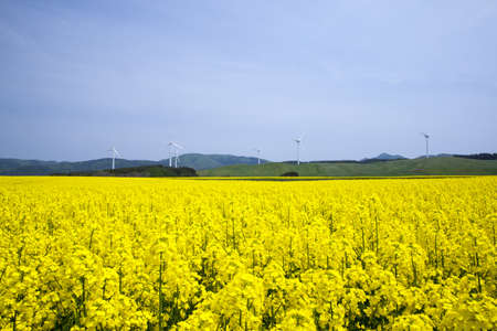 Yellow landscape with turbines の写真素材
