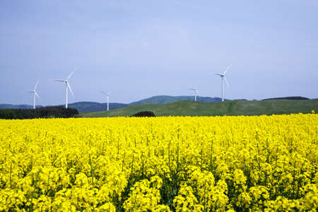 Yellow landscape with turbines の写真素材