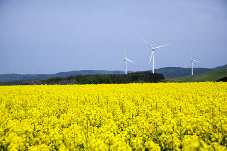 Yellow landscape with turbines の写真素材