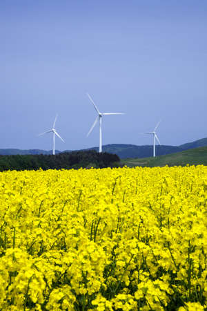Yellow landscape with turbines の写真素材