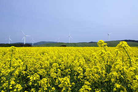 Yellow landscape with turbines の写真素材