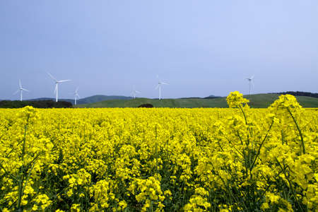 Yellow landscape with turbines の写真素材