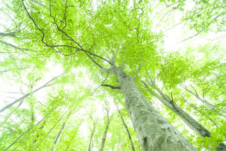 Beautiful green forest in early summer.の写真素材
