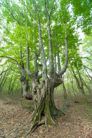 Beautiful green forest in early summer.の写真素材