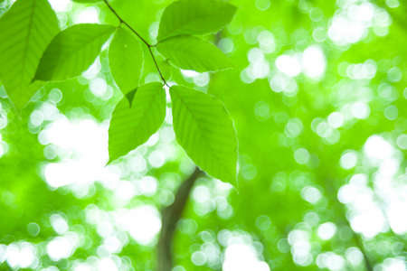 fresh new green leaves glowing in green forestの写真素材