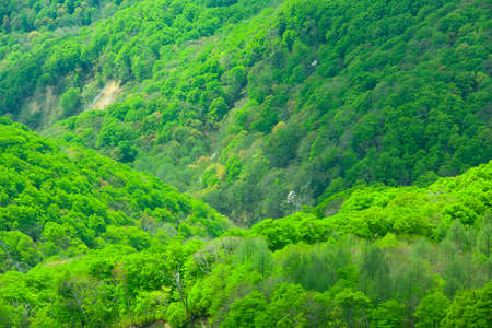 Green forest mountainの写真素材