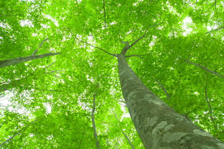 Beautiful green forest in early summer.の写真素材