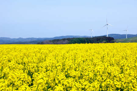 Yellow landscape with turbines の写真素材