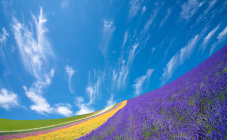 Flower field and blue sky with clouds.の写真素材