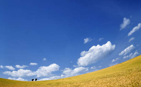 Golden wheat field with blue sky in backgroundの写真素材