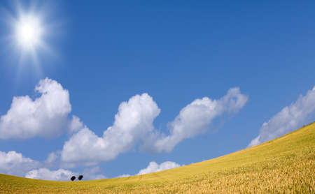 Golden wheat field with blue sky in backgroundの写真素材