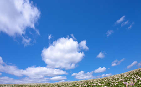 potato field and cloud