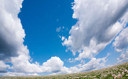 potato field and cloudの写真素材