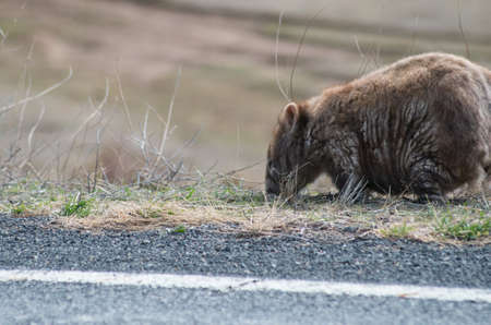 Wombat grazing by the side of the road on the Alpine Way in the Snowy Mountainsの写真素材