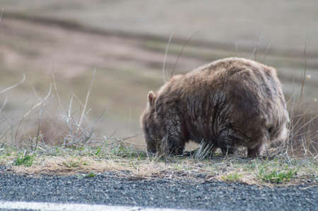 Wombat grazing by the side of the road on the Alpine Way in the Snowy Mountainsの写真素材