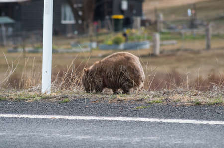 Wombat grazing by the side of the road on the Alpine Way in the Snowy Mountainsの写真素材