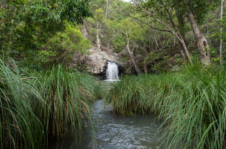 Waterfall and Pond in an Australian subtropical rainforest