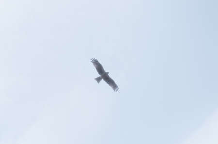 Lesser Spotted Eagle flying overhead in misty skies near mount rigi in switzerlandの写真素材
