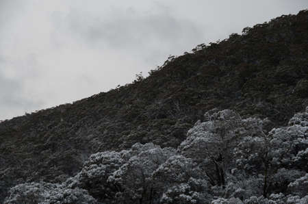 Snowy gumtrees in the snowy mountains after a snowstormの写真素材