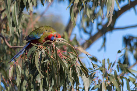 Rosella in a tree feeding in the Jindabyne area
