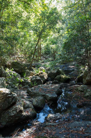 Gheerulla Creek in summer