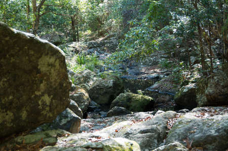 Gheerulla Creek in summer