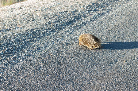 Echidna crossing the road slowly in the afternoon on the Alpine Wayの写真素材